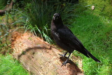 black currawong