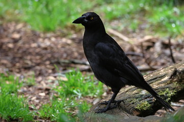 black currawong
