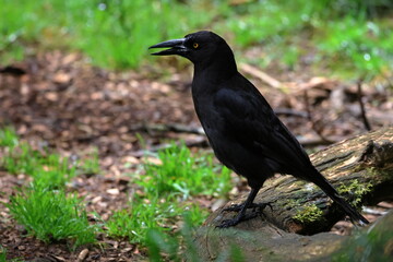 black currawong