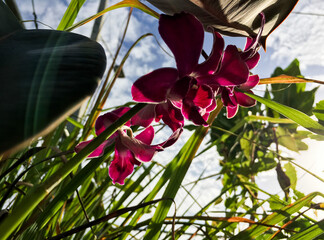 Pink flower in the garden