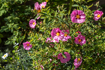 Fototapeta premium Beautiful Pink Rockrose Flowers in a Garden. Cistus purpureus