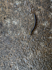 A black millipede with distinctive yellow spots crawls across a rough, wet concrete or asphalt...