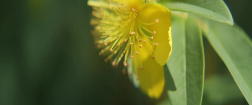 Rose of Sharon yellow flower details 4k anamorphic video