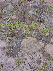 Obraz premium moss on stone