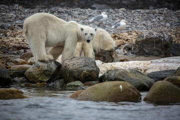 Polar Bear Whale Carcass7