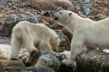 Polar Bear Whale Carcass2