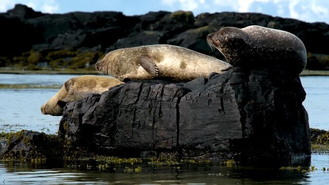 Harbor seals resting on Ytri Tunga Beach, Snaefellsnes Peninsula, West Iceland, Iceland