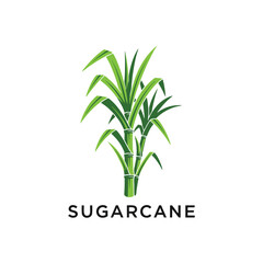 sugarcane plant logo vector