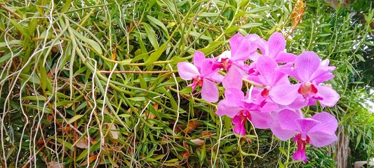 purple orchid flower with leaf background