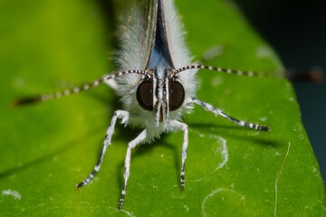 butterfly on leaf
