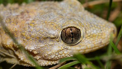 close up of a lizard