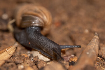 snail on a leaf