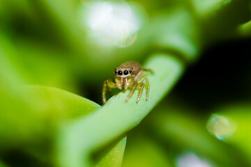 Spider on a flower