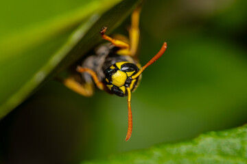Wasp on flower