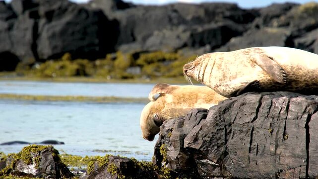 Seal Phoca vitulina, resting on rocks, Ytri Tunga Beach, Snaefellsnes Peninsula, West Iceland, Iceland