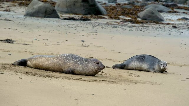 Harbor seal Phoca vitulina, resting on, Ytri Tunga Beach, Snaefellsnes Peninsula, West Iceland, Iceland
