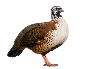 A striking Chukar partridge stands gracefully, showcasing its beautiful plumage and distinctive markings.