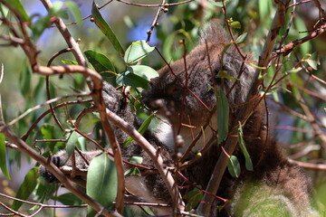 koala