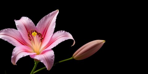 Naklejka premium Isolated Pink Lily on Black for Design Inspiration