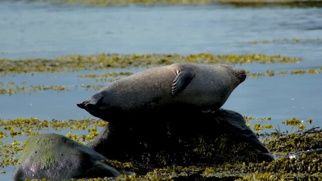 Harbor seal Phoca vitulina, resting on a rock in the ocean, Ytri Tunga Beach, Snaefellsnes Peninsula, West Iceland, Iceland