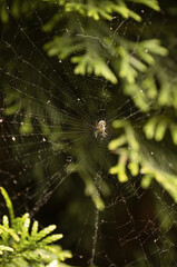 A spider sits on a spider's web against a background of juniper trees.