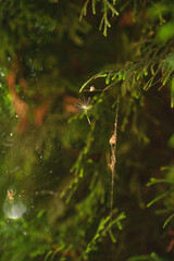 Abstract summer summer photo of a dandelion parachute stuck in a spider web on a tree, natural green background.