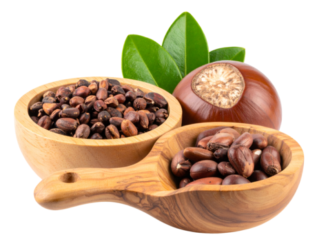 Nutrient-rich shea nuts and a fresh shea fruit with vibrant green leaves in rustic wooden containers