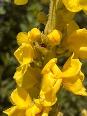 yellow flowers