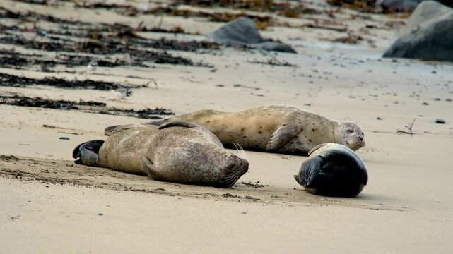Group of Harbor seal Phoca vitulina, resting on, Ytri Tunga Beach, Snaefellsnes Peninsula, West Iceland, Iceland