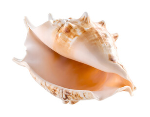 The graceful curves and vibrant colors of a large conch shell evoke tropical serenity.