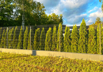 Fence made of Thuja. Privacy screen, dense hedge from evergreen trees. Landscape design. Beautiful...