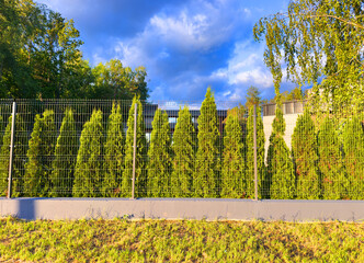 Fence made of Thuja. Privacy screen, dense hedge from evergreen trees. Landscape design. Beautiful hedge in garden with tall thujas. Thuja trees planting along a metal fence. Green shrub in garden.