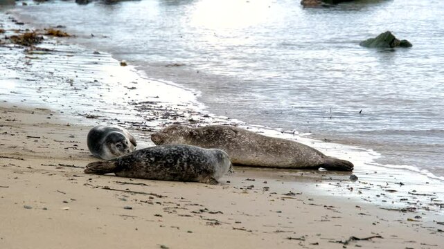 Harbor seal Phoca vitulina, resting on, Ytri Tunga Beach, Snaefellsnes Peninsula, West Iceland, Iceland