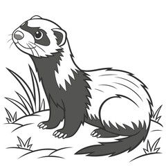 vector illustration of a ferret