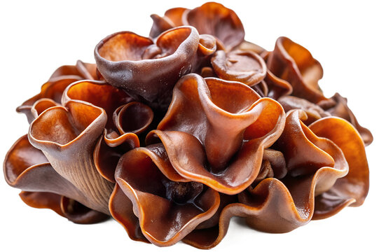 Wood Ear  generative ai - Powered by Adobe