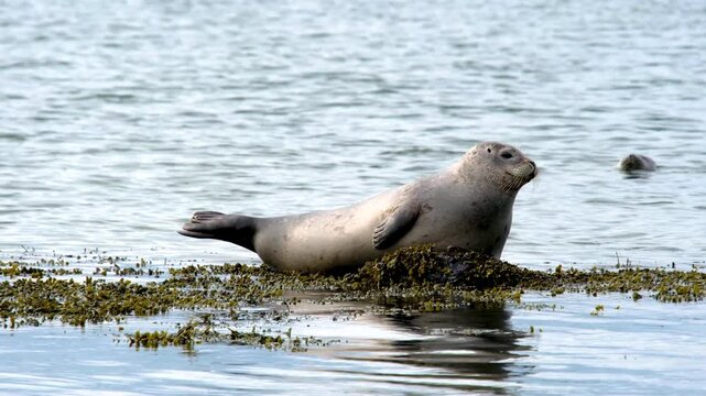 Harbor seal at Ytri Tunga Beach, Snaefellsnes Peninsula, West Iceland, Iceland