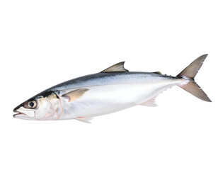 Fototapeta premium Vibrant fresh fish displays its sleek body and reflective scales, perfect for healthy eating.