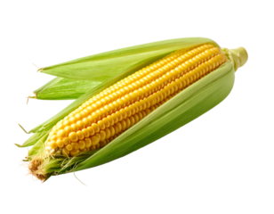 A vibrant ear of sweet corn with its green husks partially peeled back, showcasing golden kernels.