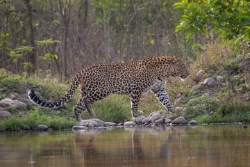 Indian Leopard walking near pond 