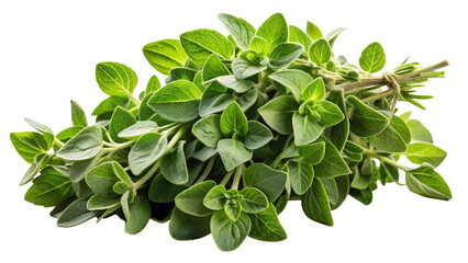 Fototapeta premium Fresh bunch of green oregano herb tied with twine isolated on transparent background for culinary use and cooking