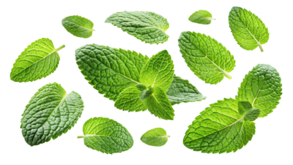 Fresh green mint leaves scattered and arranged in a pattern isolated on a transparent background for culinary and design use isolated on transparent background