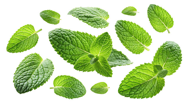 Fresh green mint leaves scattered and arranged in a pattern isolated on a transparent background for culinary and design use isolated on transparent background