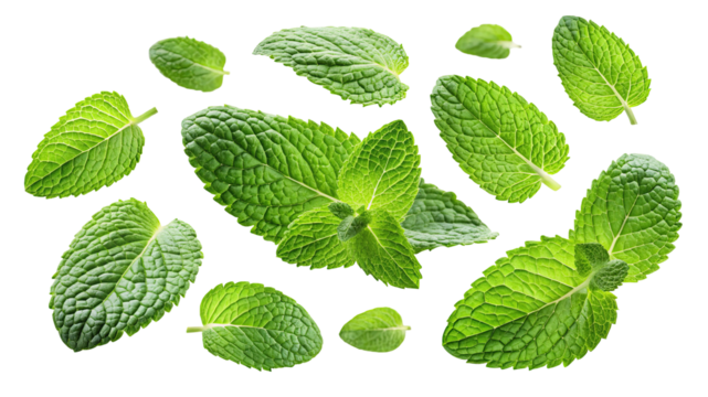 Fresh green mint leaves scattered and arranged in a pattern isolated on a transparent background for culinary and design use isolated on transparent background