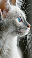 anime style close up shot of a white cat
