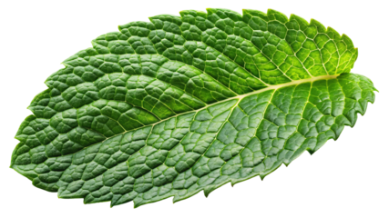 Close up of a vibrant green mint leaf with intricate vein patterns and serrated edges isolated on transparent background