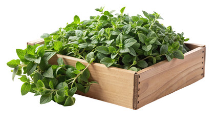 Fototapeta premium Fresh green oregano herb sprigs overflowing from a rustic wooden crate isolated on transparent background