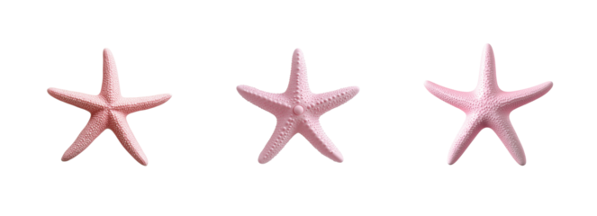 Pink starfish trio displayed in a line highlighting their texture and unique natural patterns