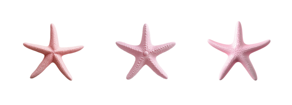 Pink starfish trio displayed in a line highlighting their texture and unique natural patterns