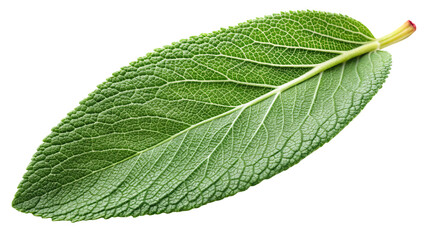 Obraz premium Close up of a single green sage leaf with visible veins and textured surface isolated on transparent background