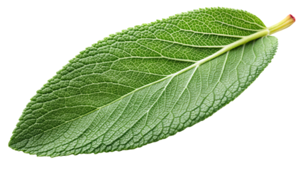 Close up of a single green sage leaf with visible veins and textured surface isolated on transparent background